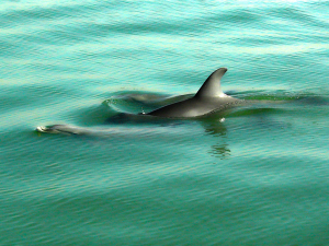 Bottle-nose Dolphin